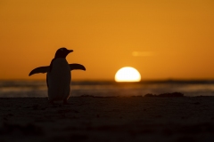 Silhouette