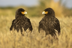 Striated Caracara
