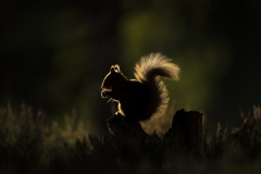 Backlit-squirrel