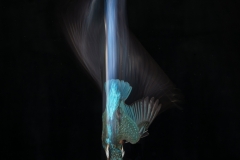 Blue-streak