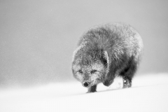 Determination