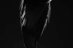 Heron-at-rest