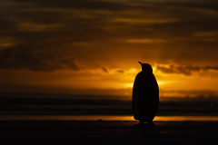 King-penguin-at-sunrise