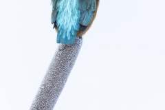 Kingfisher-on-ice