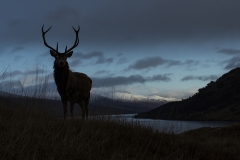 Monarch-of-the-Glen