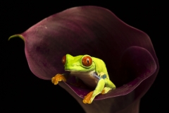 Red-eyed green tree frog (Agalychnis callidryas) sitting in a flower