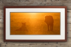 Sanctuary_Mahogany_Straight_On_Lions