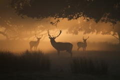 Three Kings