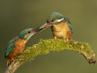 Kingfishers