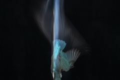 Blue streak