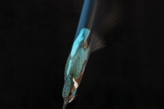 Bullet