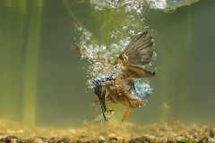 Diving Kingfisher