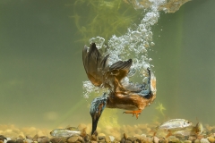 Diving Kingfisher