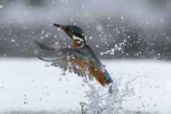 Flight
