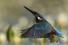Kingfisher diving
