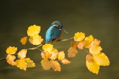 Kingfisher in Autumn