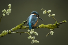 Kingfisher in Spring