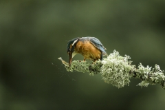 Kingfisher killing fish