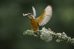 Kingfisher landing with fish