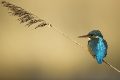 Kingfisher on reed
