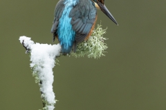 Kingfisher on snow stick