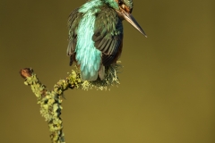 Kingfisher portrait
