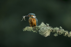 Kingfisher with frog