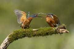 Kingfishers fighting
