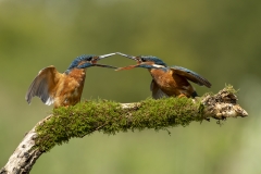 Kingfishers fighting