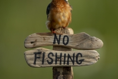 Kingfisher on sign