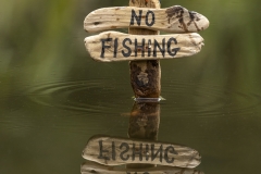 No fishing reflection
