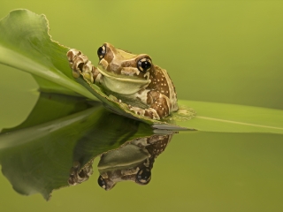 Macro