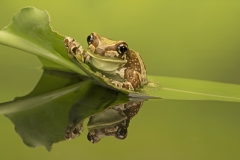 Amazon Milk frog