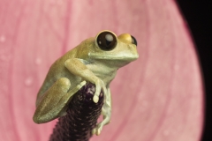 Big eyed tree frog