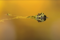 Fire Bellied Toad