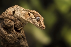 Gargoyle gecko