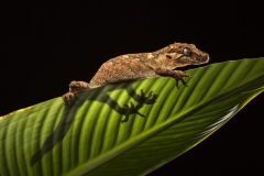 Gargoyle gecko