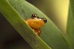 Golden Sedge frog