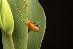 Golden Sedge frog