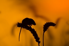 Harvest mouse