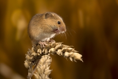 Harvest mouse