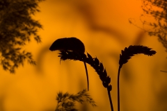 Harvest mouse