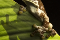 Milk frog