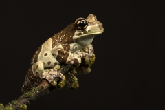 Milk frog