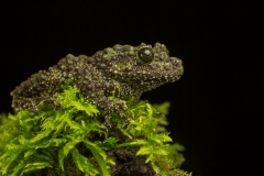 Mossy frog