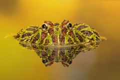 Ornate Horned Frog
