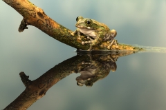 Peacock tree frog and reflection