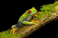 Red eyed green tree frog on moss