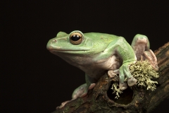 Vietnamese frog