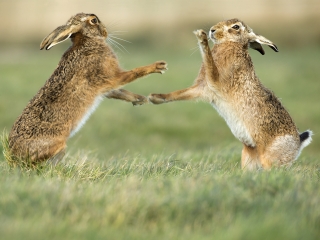 Mammals
